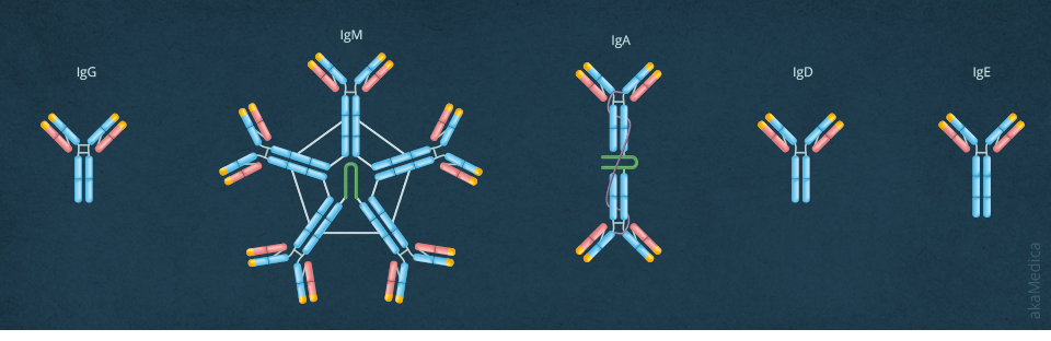Infographic Helicobacter