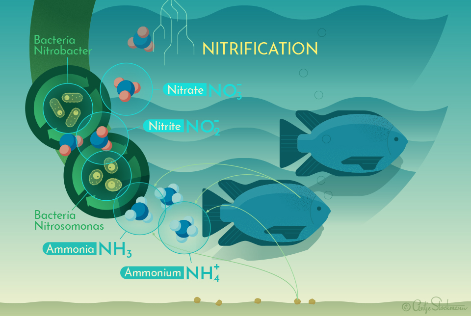 Infographic Aquaponics